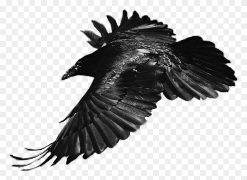 1024x726 Eagle Eagle, Flying, Bird, Animal HD PNG Download