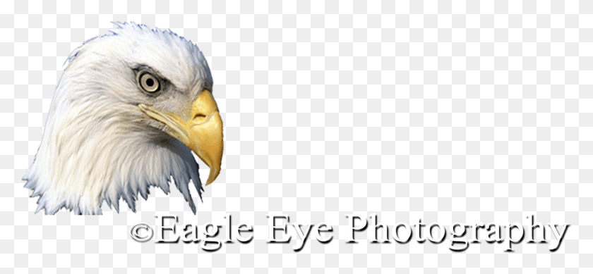 1486x628 Eagle Eye Bald Eagle, Bird, Animal, Beak HD PNG Download