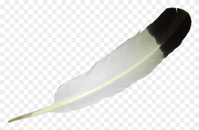 815x515 Eagle Feather Eagle Feather Transparent Background, Leaf, Plant, Bird HD PNG Download