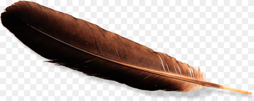 Eagle Feather Law Real Eagle Feather, Bottle Sticker PNG