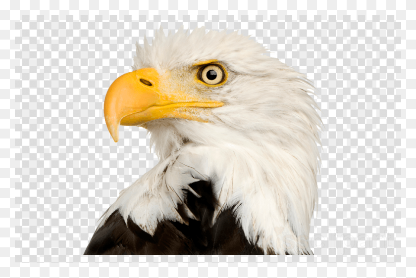 900x580 Eagle Head Clipart Bald Eagle Clip Art Emoticon Emojis, Eagle, Bird, Animal HD PNG Download
