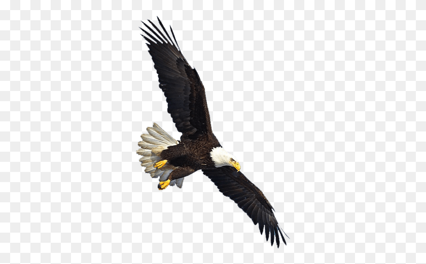 307x462 Eagle Image Free Eagle Flying, Bird, Animal, Bald Eagle HD PNG Download