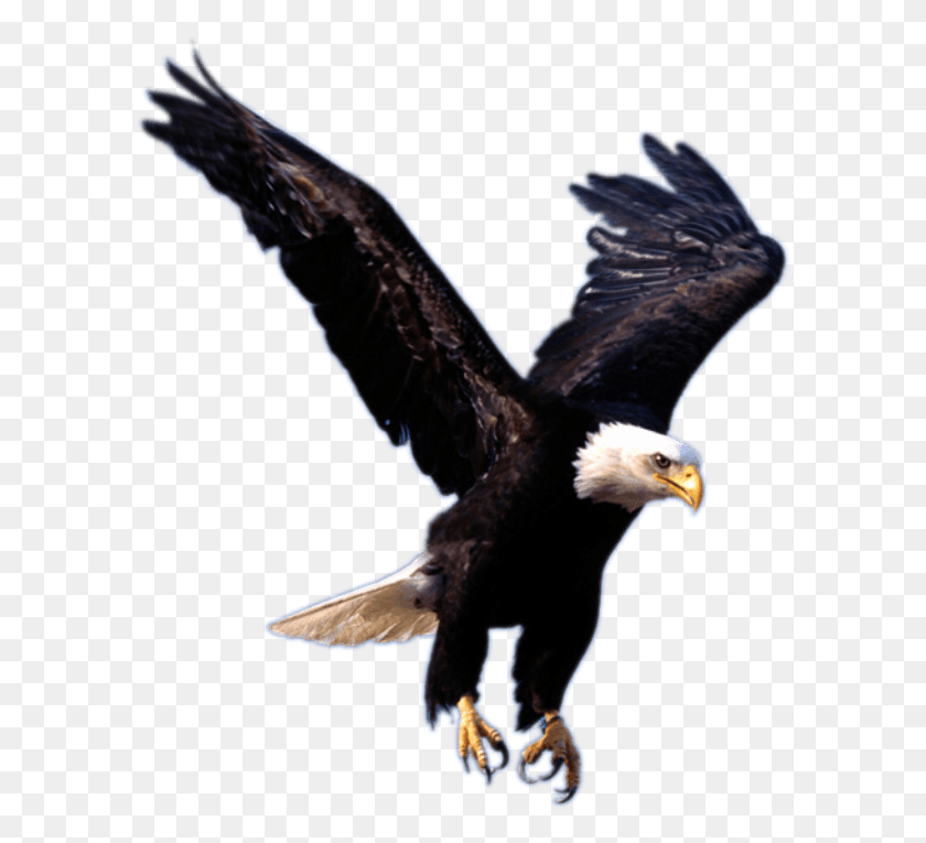 596x705 Eagle Landing Transparent Animals Images, Bird, Animal, Bald Eagle HD PNG Download