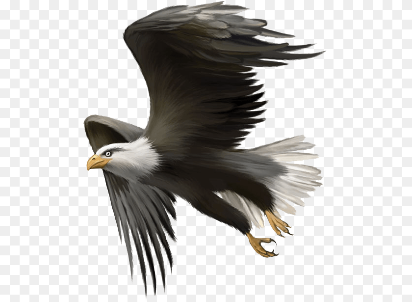 Eagle Sitting, Animal, Bird, Flying, Bald Eagle Clipart PNG