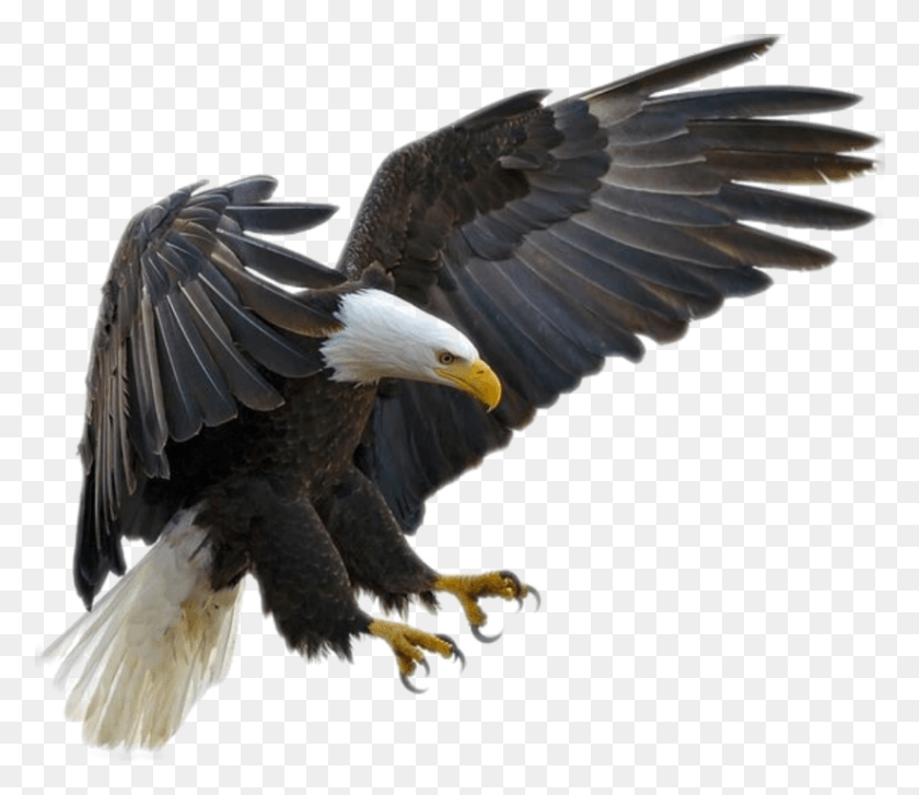 823x704 Eagle Sticker Transparent Background Eagle Transparent, Bird, Animal, Bald Eagle HD PNG Download