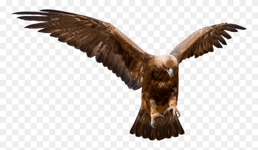 766x428 Eagle Talons Capture Golden Eagle, Bird, Animal, Vulture HD PNG Download