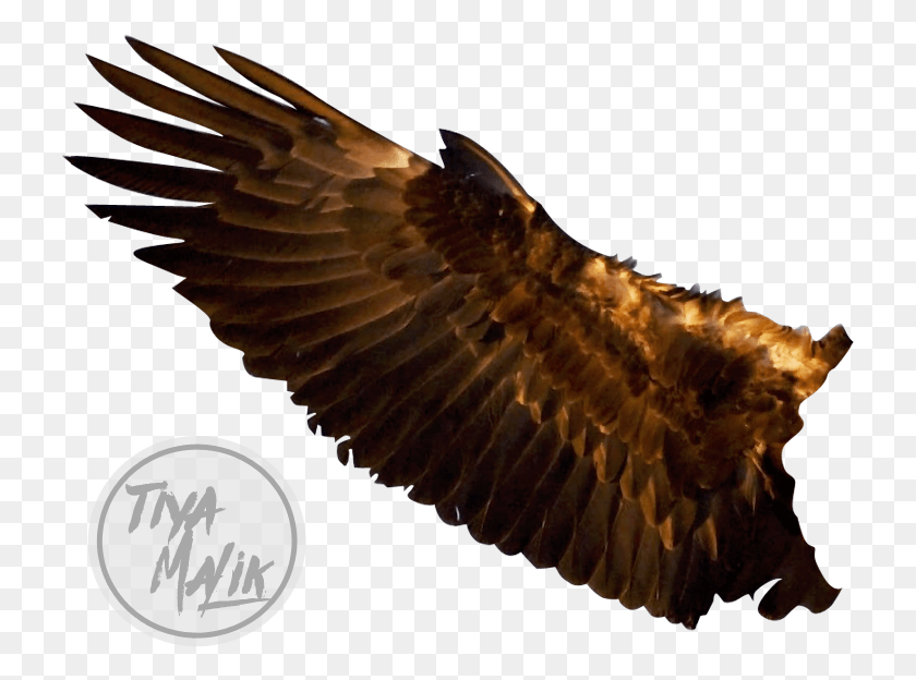 727x564 Eagle Wings Picture Eagle Wings, Bird, Animal, Insect HD PNG Download