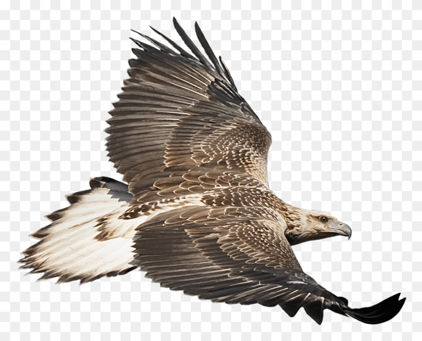 791x627 Eaglecam Logo Белый Пузатый Орлан, Птица, Животное, Гриф Png Скачать