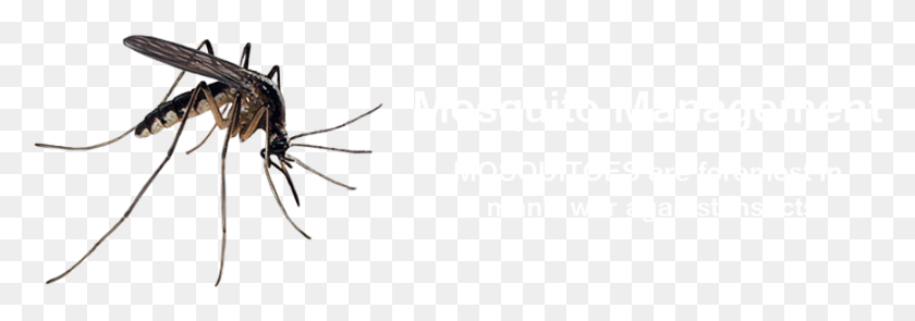 867x262 Eaglestroops Mosquito Anopheles, Araña, Invertebrado, Animal Hd Png