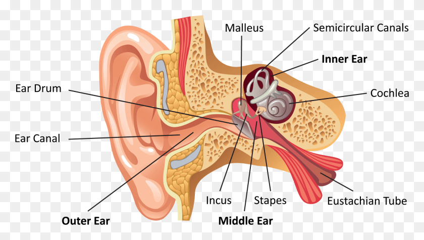 1904x1015 Descargar Png / Anatomía Del Oído Png