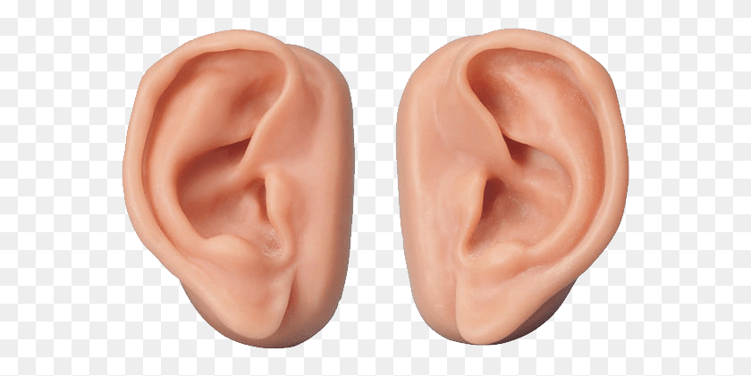 569x361 Ear Human Ear Transparent Background, Person, Accessories, Accessory HD PNG Download