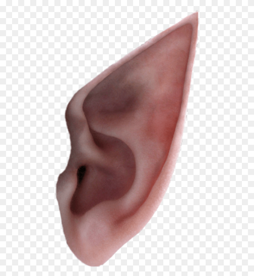 478x855 Earelf Blank Background Elf Ears, Person, Human, Ear HD PNG Download