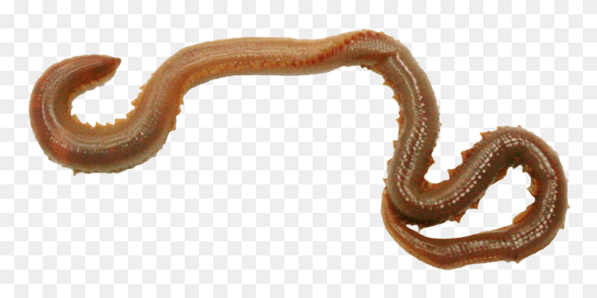2316x1071 Earthworm Worm, Invertebrate, Animal, Fungus HD PNG Download