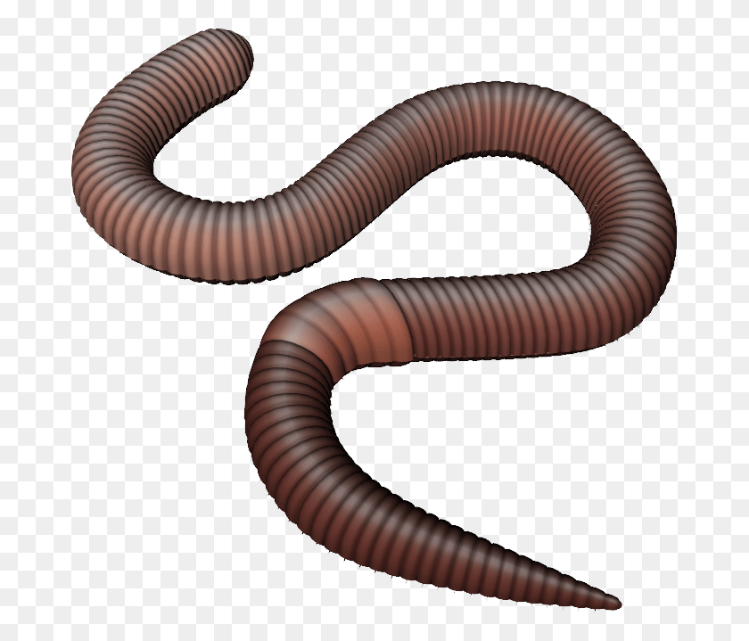 683x659 Earthworm Worm Earthworm Transparent, Invertebrate, Animal HD PNG Download