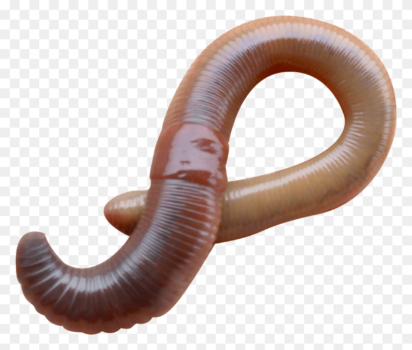 866x725 Earthworm Worm Lumbricus Terrestris, Invertebrate, Animal HD PNG Download