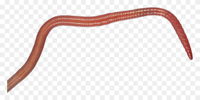 1422x658 Earthworm Worm Minhoca Com Fundo Transparente, Invertebrate, Animal HD PNG Download