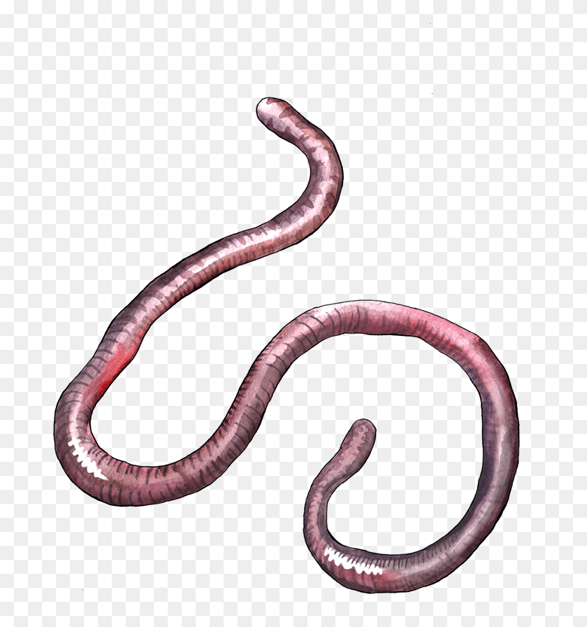 692x836 Earthworm Worm Snake, Invertebrate, Animal, Reptile HD PNG Download