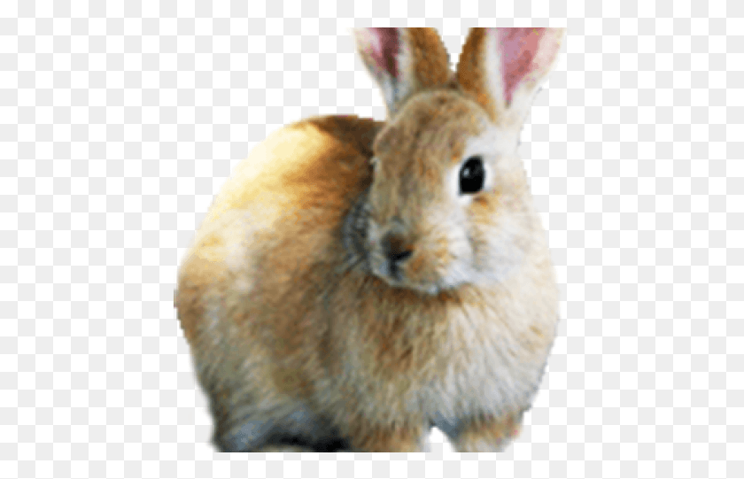 451x481 Easter Bunny Clip Art, Hare, Rodent, Mammal HD PNG Download