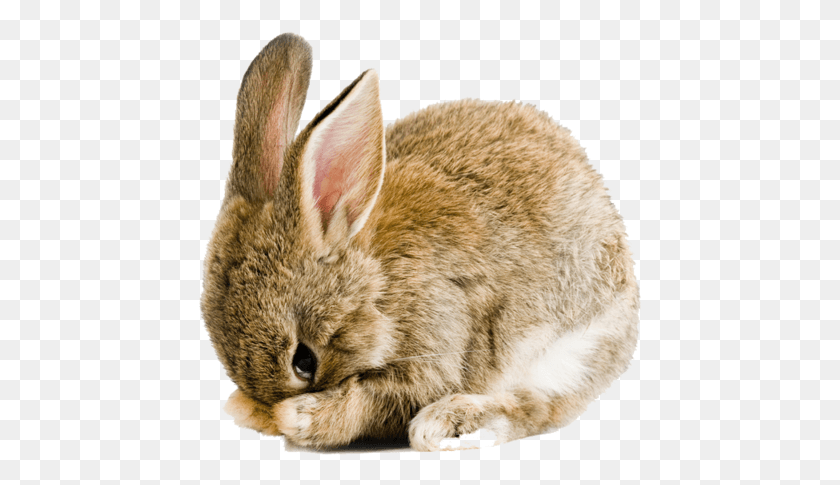 444x425 Easter Bunny Transparent Background, Cat, Pet, Mammal HD PNG Download