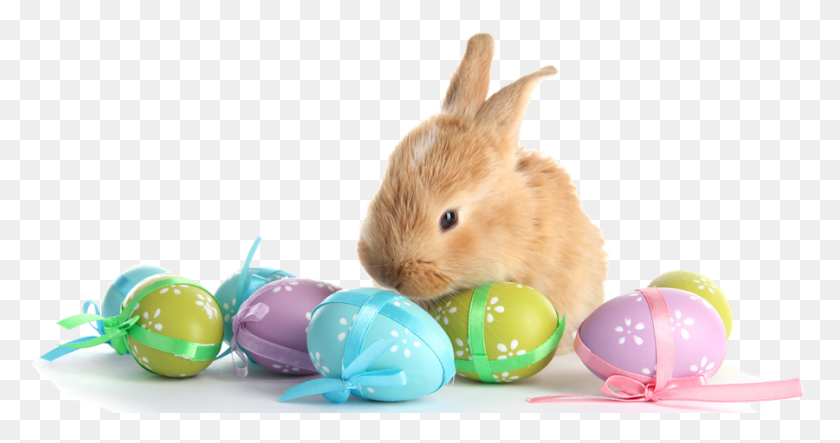 900x442 Easter Bunny With Eggs Easter Bunny And Eggs, Animal, Mammal, Rodent HD PNG Download
