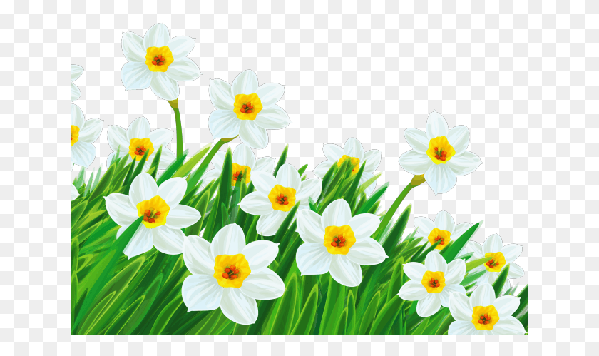 641x439 Easter Flower Clipart Daffodil Clip Art Transparent Flower, Plant, Blossom, Daisy HD PNG Download