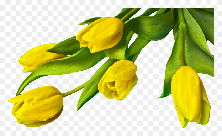 3000x1762 Easter Flower Yellow Tulip Flower, Plant, Blossom, Petal HD PNG Download
