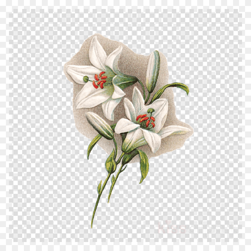900x900 Easter Lilies With Transparent Background Clipart Easter, Plant, Flower, Blossom HD PNG Download