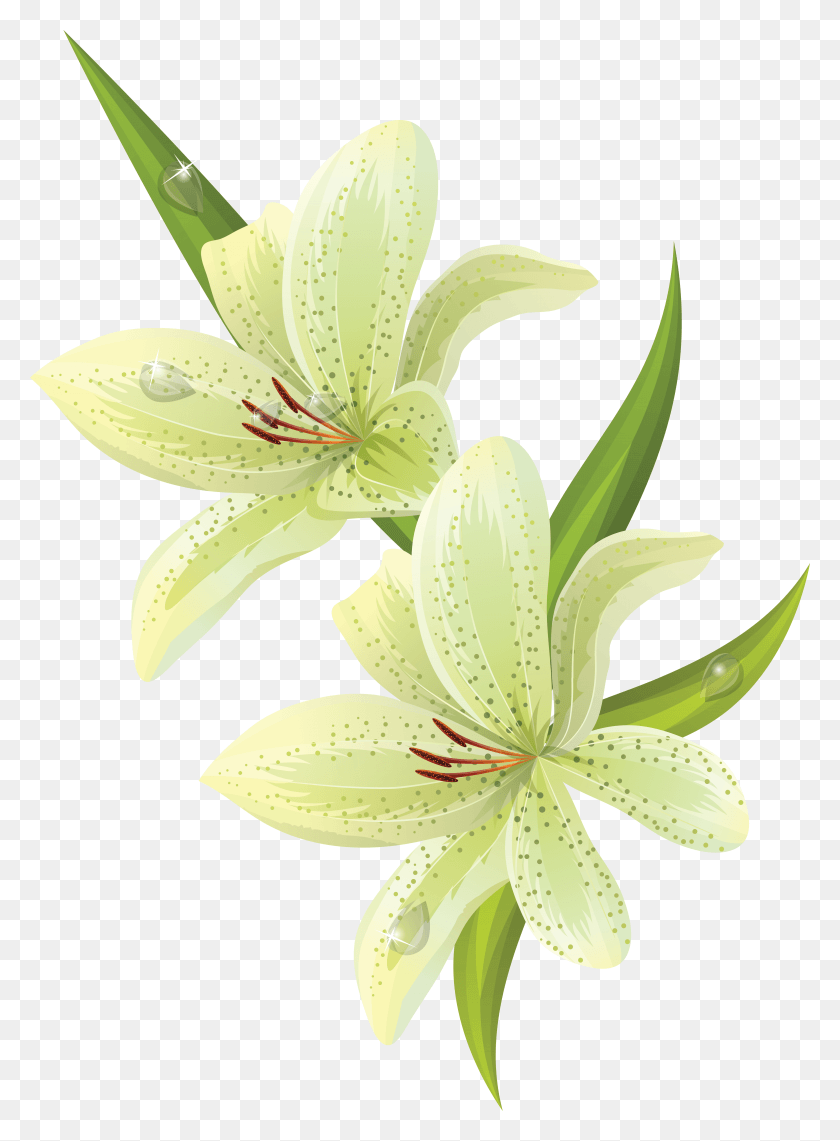 4333x6006 Easter Lily, Plant, Flower, Blossom HD PNG Download