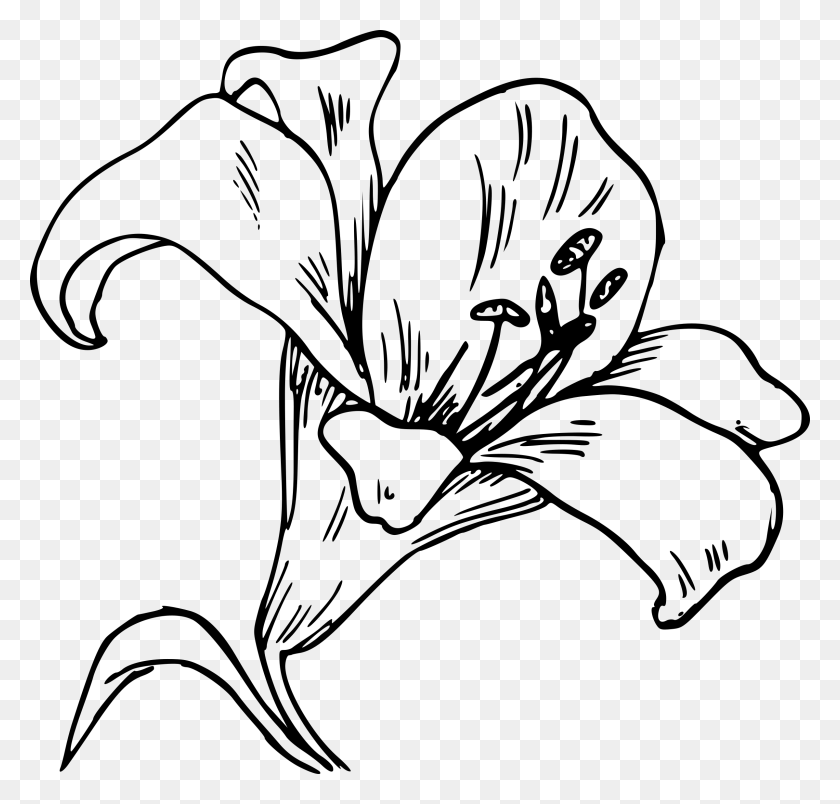 2400x2291 Пасхальная Лилия Орхидея Dibujo Para Colorear, Серый, Мир Варкрафта Png Скачать