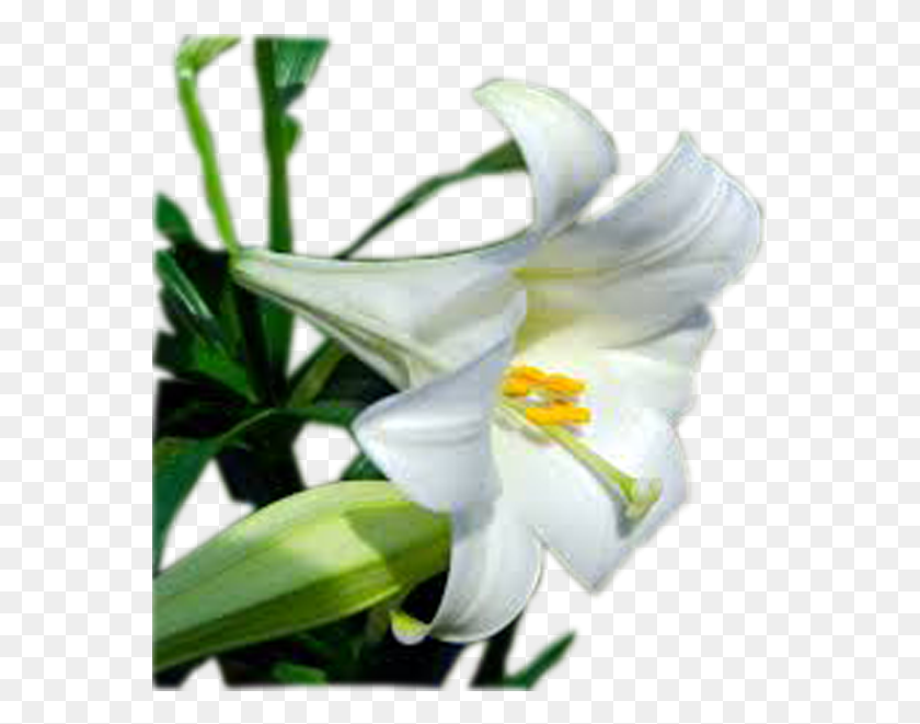 564x601 Пасхальная Лилия, Цветок, Цветение, Пыльца Hd Png Скачать