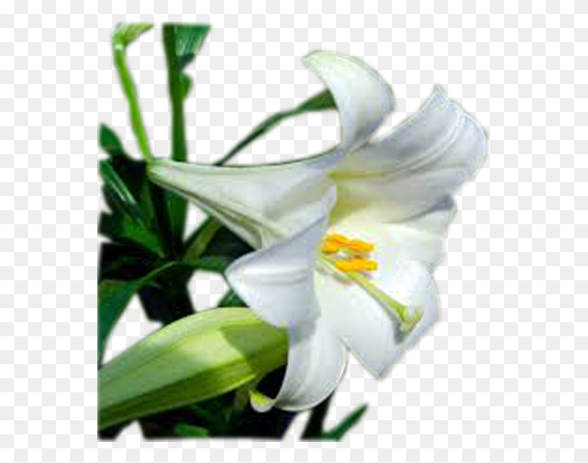 564x601 Descargar Png / Flor De Lirio De Pascua Png