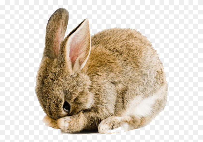 555x530 Пасхальный Кролик Пасхальный Кролик На Прозрачном Фоне, Кошка, Домашнее Животное, Млекопитающее Png Скачать