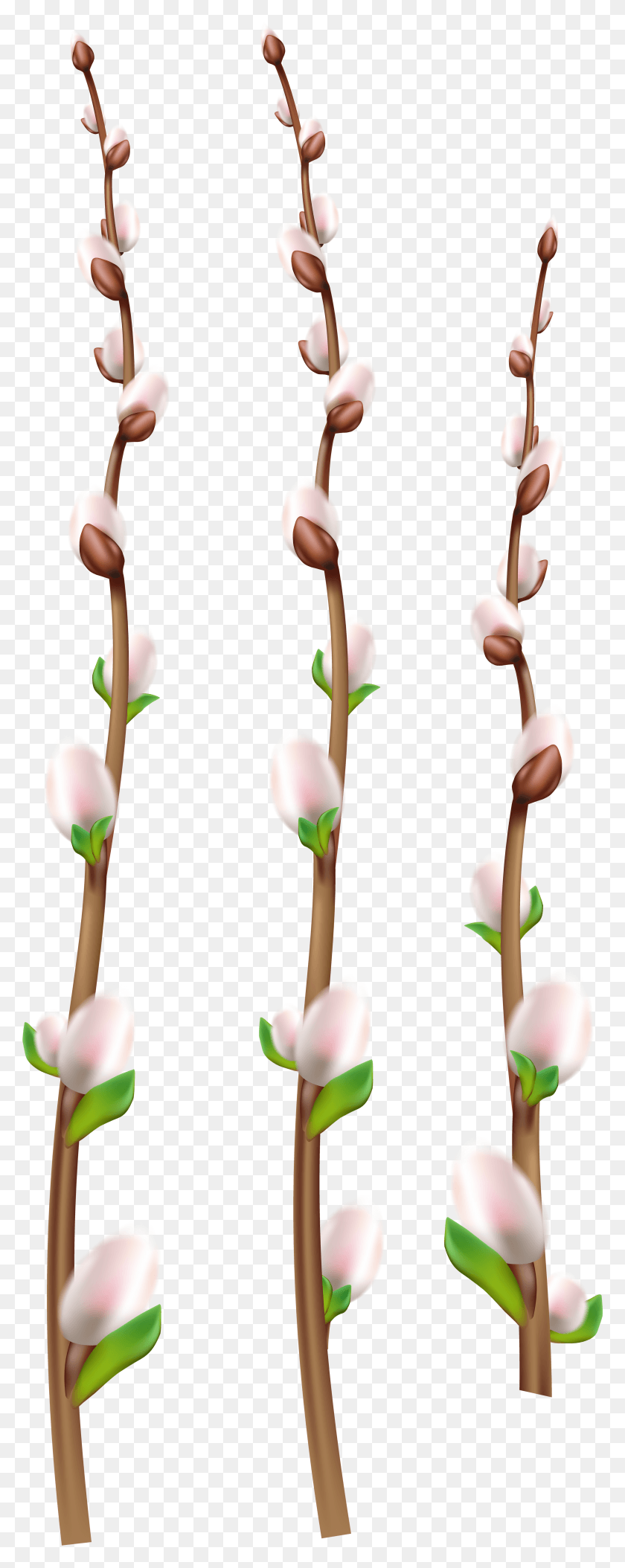 3020x7932 Easter Willow Branches Clip Art Flower HD PNG Download