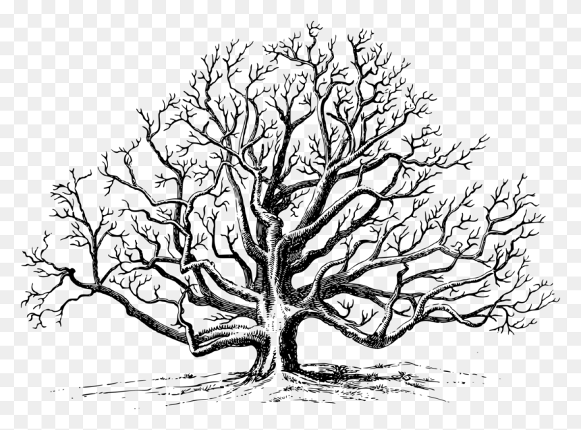 1040x750 Восточный Черный Орех Английский Орех Рисунок Дерево Ореховое Дерево Картинки, Серый, Мир Варкрафта Png Скачать