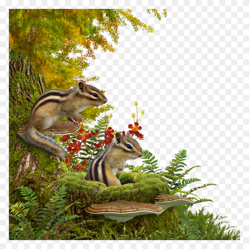 1000x1000 Eastern Chipmunk, Squirrel, Rodent, Mammal HD PNG Download