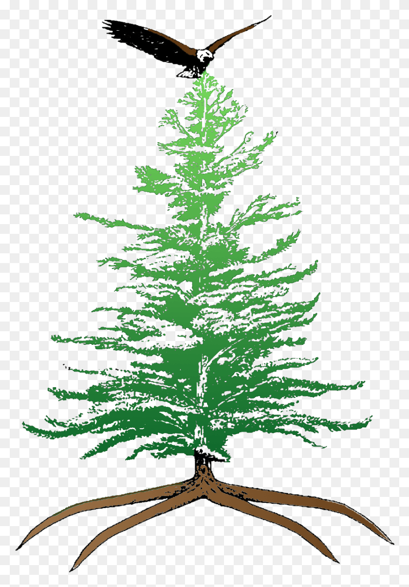 851x1250 Eastern White Pine Iroquois Confederacy Tree Of Peace, Plant, Ornament, Christmas Tree HD PNG Download