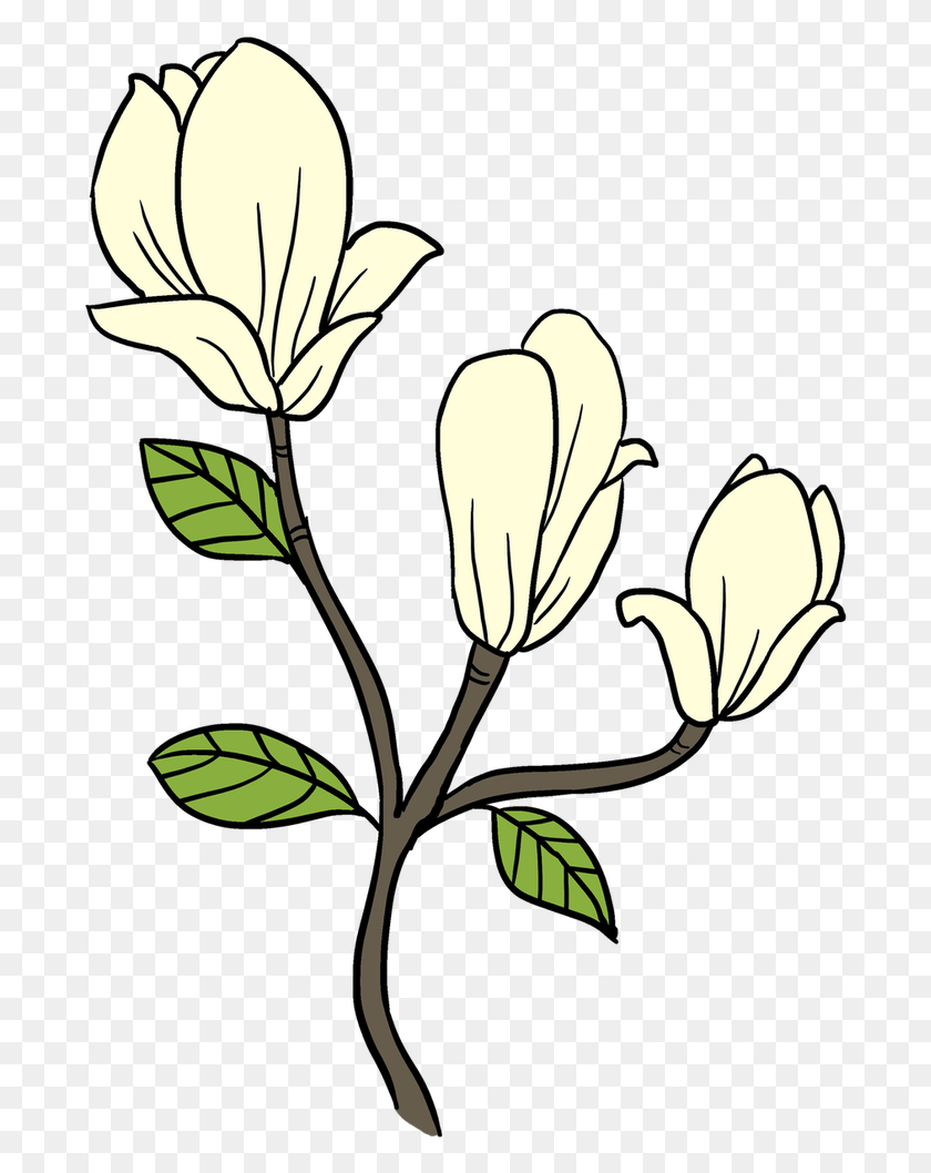 692x998 Descargar Png / Dibujo De La Flor De Magnolia Png