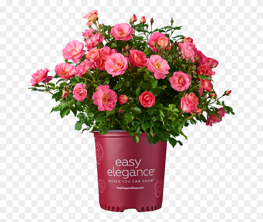 660x649 Easy Elegance Roses Potted Plant Floribunda, Flower, Blossom, Geranium HD PNG Download