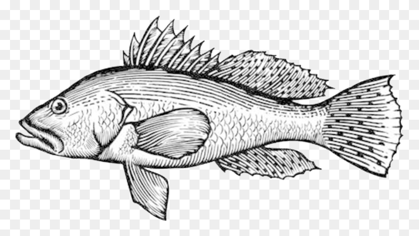895x475 Eat Like A Eating With The Ecosystem Black And White Drawings, Fish, Animal, Perch HD PNG Download