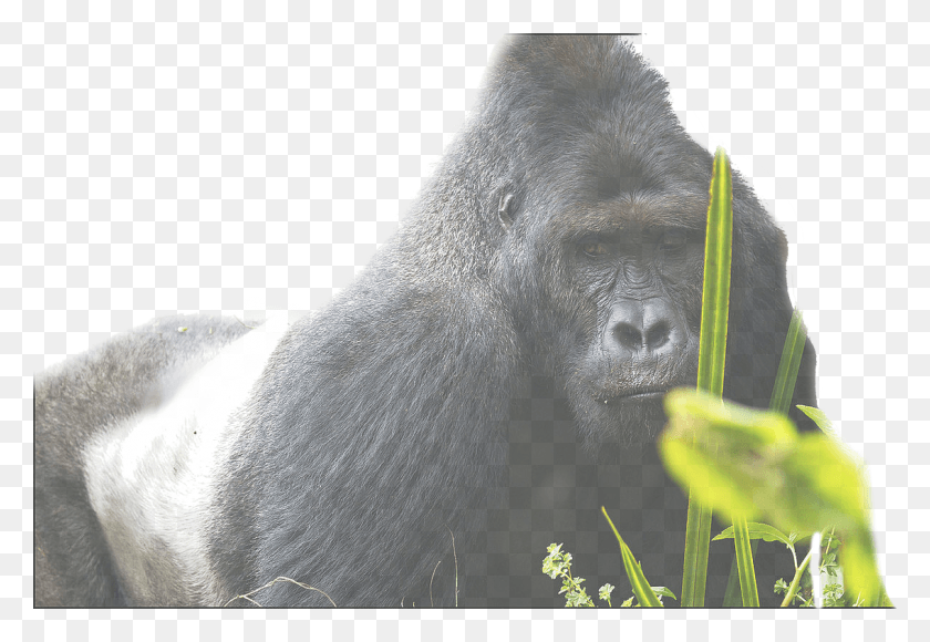 1134x756 Eatern Lowland Gorilla Simio Mas Grande Del Mundo, Wildlife, Animal, Mammal HD PNG Download
