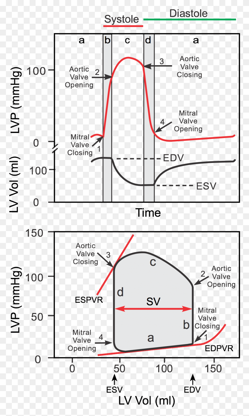 1087x1874 Ecg Labeled Diagram Cardiac Pressure Volume Loop Blank, Plot, Text, Outdoors HD PNG Download
