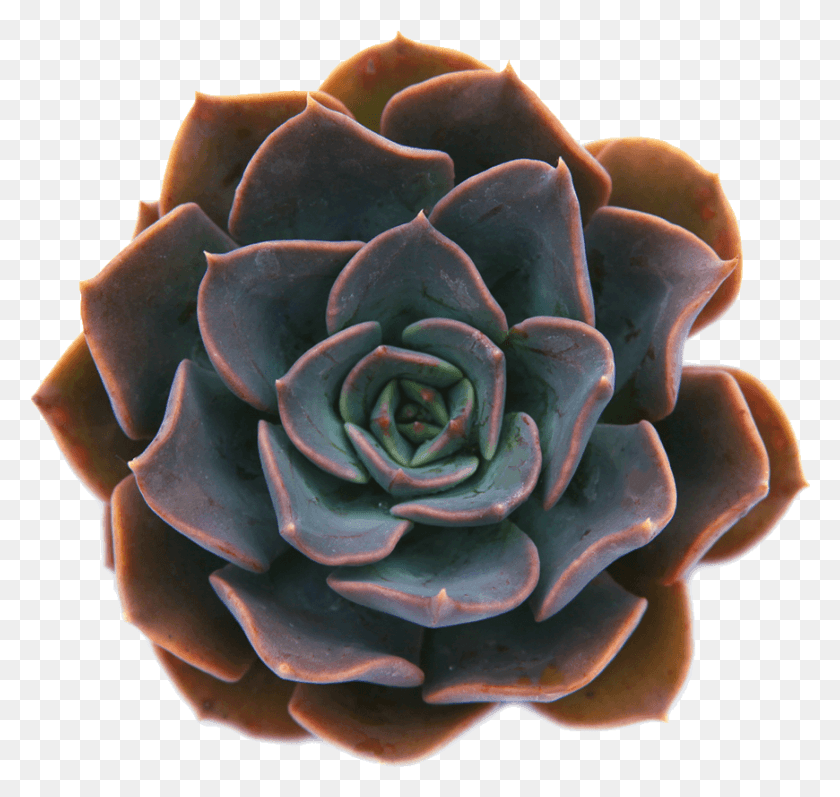 870x823 Echeveria 39Byzantine39 Planta Suculenta Blanca Mexicana Rosa, Ornamento, Patrón, Fractal Hd Png
