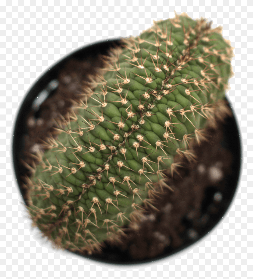 846x940 Echinopsis 39caterpillar, Plant, Snake, Reptile HD PNG Download