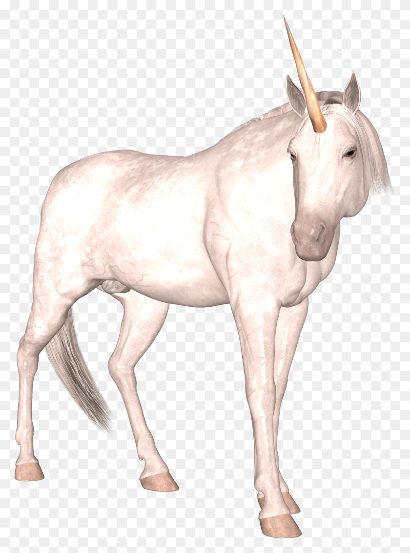 1699x2336 Edinoroga, Caballo, Mamífero, Animal Hd Png