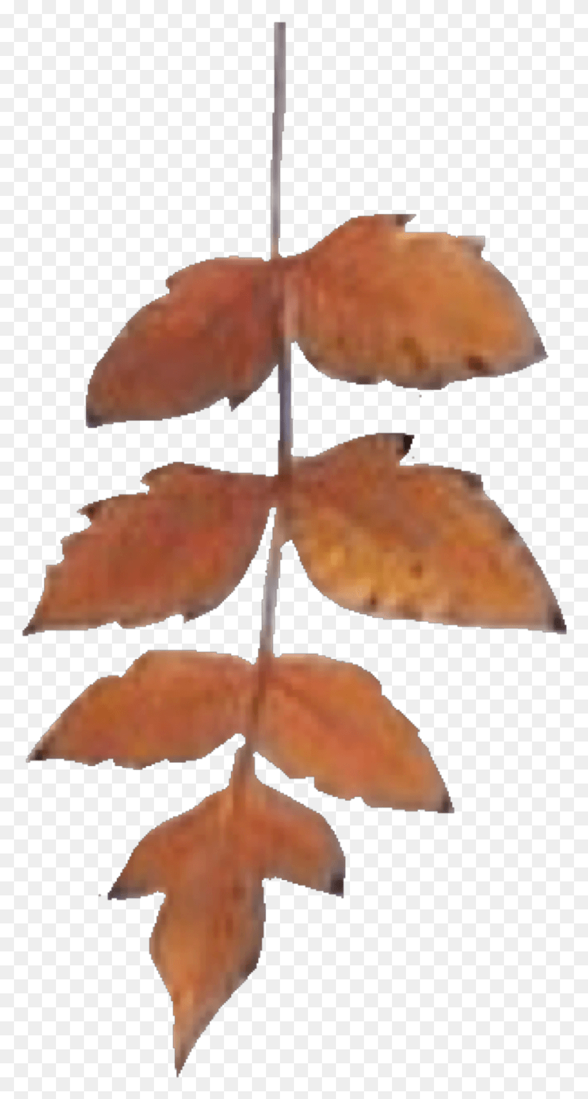 923x1789 Edpng Они Делают Moodboards Leaf Кленовый Лист, Растение, Дерево, Клен Hd Png Скачать