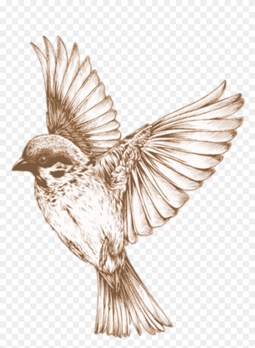 818x1140 Education Photos Stockkite Bird Element Flying Bird Illustration Vintage, Animal, Finch, Sparrow HD PNG Download