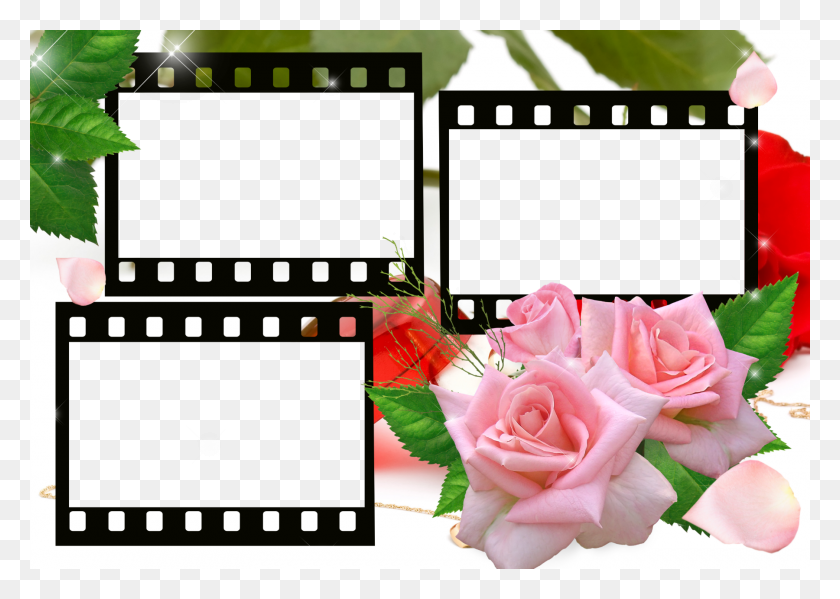 1800x1246 Descargar Png Efecto De Fotos De La Categora Marcos Para Enamorados, Plant, Flower, Blossom Hd Png