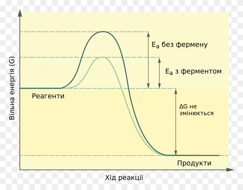 1227x945 Efecto De La Enzima Sobre La Energía De Activación Energetichna Diagrama Nefermentativnoi I Fermentativnoi, Plot, Diagram, Plan Hd Png Descargar