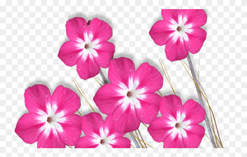 753x474 Эффекты Для Photoshop Бесплатное Изображение Photoshop Прозрачный Барвинок, Герань, Цветок, Растение Hd Png Скачать