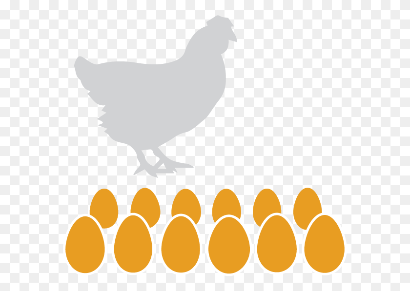 583x537 Eggs Dozen Hen Silhouette, Bird, Animal, Fowl HD PNG Download